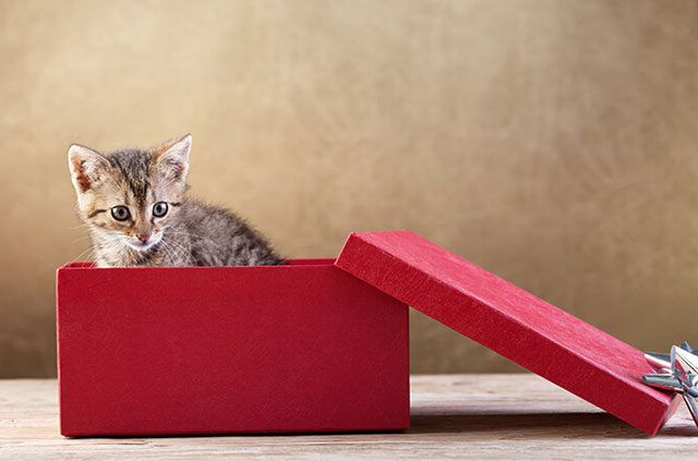 Unrelated picture of a kitten in a box. Why not?