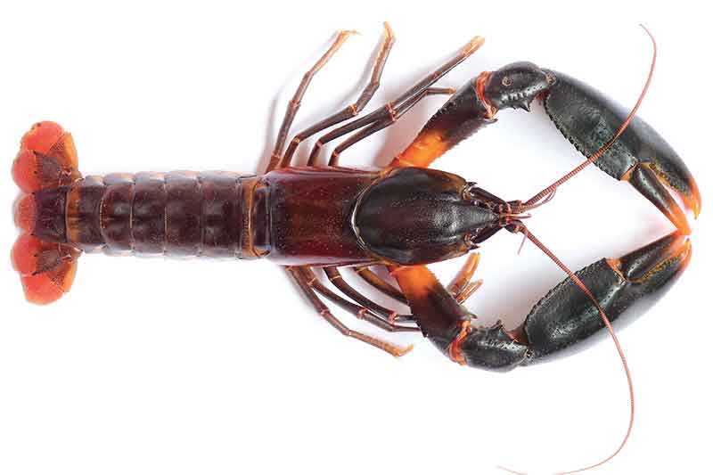 cherax snowden, the crayfish named after ed snowden